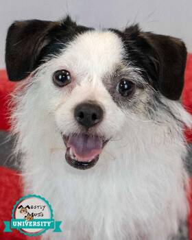 Sassi -  Terrier Dog for Adoption in Kennesaw, Georgia - Sassi | PetCurious