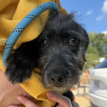 Ash -  Labrador Retriever and Terrier Dog for Adoption in Columbia, South Carolina - Ash | PetCurious