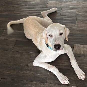 Cheddar -  Labrador Retriever Dog for Adoption in Inverness, Florida - Cheddar | PetCurious
