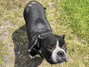 A658736 -  Pit Bull Terrier and Mixed Breed Dog for Adoption in Houston, Texas - A658736 | PetCurious