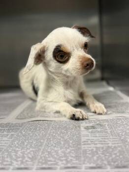 RICO -  Chihuahua and Mixed Breed Dog for Adoption in Riverside, California - RICO | PetCurious