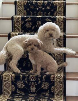 Goldendoodle Dogs Available for Adoption in Ogontz Campus, Pennsylvania - Murphy & Mocha | PetCurious