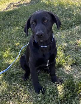 Asiago -  Labrador Retriever Dog for Adoption in Garner, North Carolina - Asiago | PetCurious