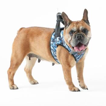 Activated 14136 -  French Bulldog Dog for Adoption in San Francisco, California - Activated 14136 | PetCurious