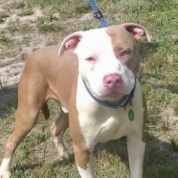August -  Pit Bull Terrier Dog for Adoption in Gloucester, Virginia - August | PetCurious