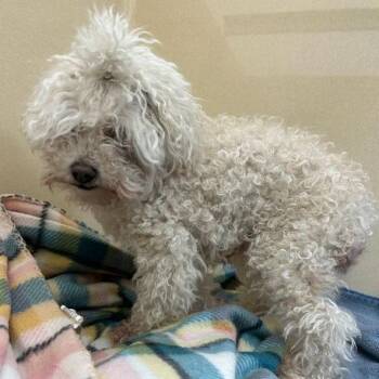Maltese and Mixed Breed Dogs Available for Adoption in Lyndhurst, Virginia - SVAS-Stray-38667 | PetCurious