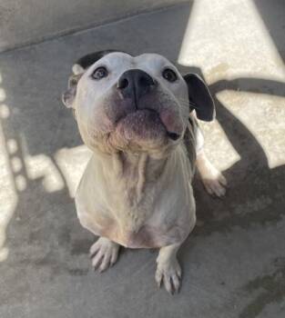 Mixed Breed Dogs Available for Adoption in Fort Worth, Texas - Zelda | PetCurious
