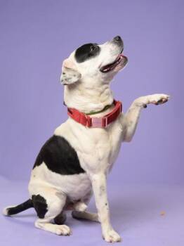 Senpai -  Pit Bull Terrier and Mixed Breed Dog for Adoption in Atlanta, Georgia - Senpai | PetCurious