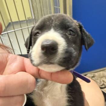 Iron Man -  Mixed Breed Dog for Adoption in Blue Ridge, Georgia - Iron Man | PetCurious