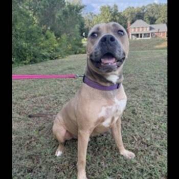 Pit Bull Terrier Dogs Available for Adoption in Cumming, Georgia - Sena | PetCurious