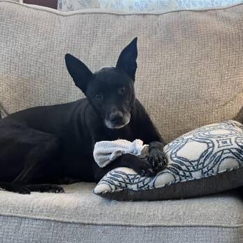 Maple -  German Shepherd Dog and Black Labrador Retriever Dog for Adoption in Abbotsford, British Columbia - Maple | PetCurious