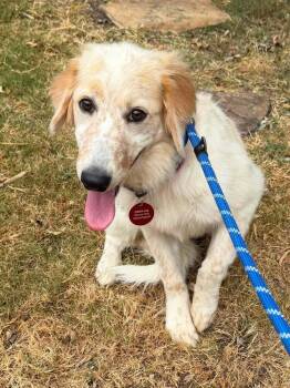 26-103 Abby "Just Arrived!" -  Spaniel and Australian Shepherd Dog for Adoption in Richardson, Texas - 26-103 Abby "Just Arrived!" | PetCurious