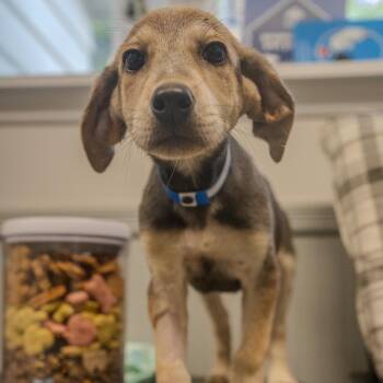 Hound and Labrador Retriever Dogs Available for Adoption in Pawling, New York - Andy | PetCurious
