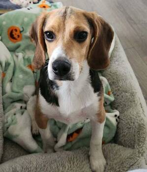 Ace - fostered in Lincoln - COMING SOON -  Beagle Dog for Adoption in Overland Park, Kansas - Ace - Fostered In Lincoln - COMING SOON | PetCurious