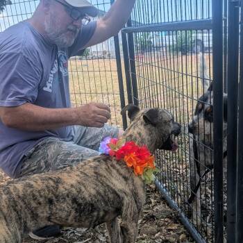 Hyena -  Mixed Breed Dog for Adoption in Volcano, Hawaii - Hyena | PetCurious