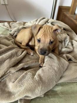 Mixed Breed Dogs Available for Adoption in Hobart, Indiana - Queen | PetCurious
