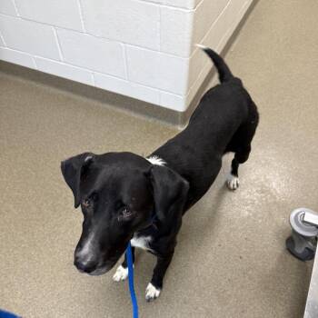 Smalls -  Labrador Retriever and Mixed Breed Dog for Adoption in Council Bluffs, Iowa - Smalls | PetCurious