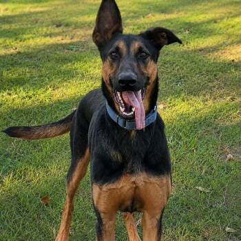 Flaco -  Doberman Pinscher Dog for Adoption in Magnolia, Texas - Flaco | PetCurious
