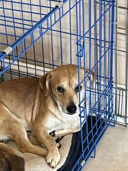 Chihuahua and Dachshund Dogs Available for Adoption - Leo | PetCurious