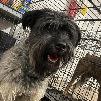 Willem -  Schnauzer Dog Available for Adoption in Edinburg, Texas - Willem | PetCurious