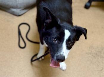 OREO -  Border Collie and Mixed Breed Dog for Adoption in Martinez, California - OREO | PetCurious
