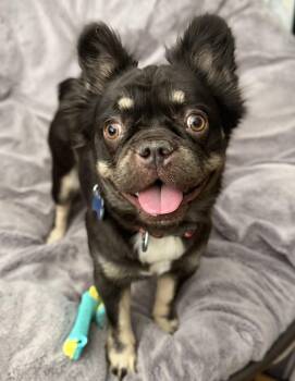 Doris Day -  French Bulldog Dog for Adoption in Las Vegas, Nevada - Doris Day | PetCurious