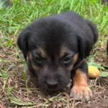 Maverick (available on 10/29) -  Labrador Retriever Dog for Adoption in Briarcliff Manor, New York - Maverick (available On 10/29) | PetCurious