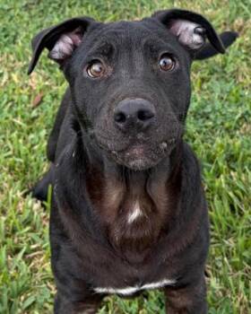 Labrador Retriever and Shar Pei Dogs Available for Adoption in Inez, Texas - Asher | PetCurious