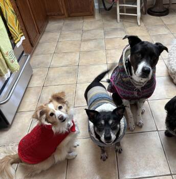 Papillon and Hound Dogs Available for Adoption - Bree, Maxi, And Phoebe  | PetCurious