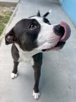 Sire -  Pit Bull Terrier and Mixed Breed Dog for Adoption in New Orleans, Louisiana - Sire | PetCurious