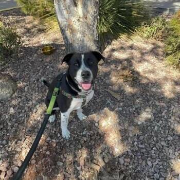 Rescue Collie Dogs for Adoption in Gilbert, Arizona - Diamond | PetCurious