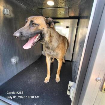LILO -  Belgian Shepherd Malinois Dog for Adoption in San Antonio, Texas - LILO | PetCurious