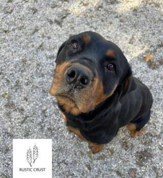 Rescue Rottweiler and Mixed Breed Dogs for Adoption in Burlington, Wisconsin - Pumpkin | PetCurious