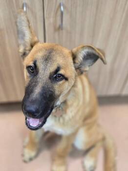 Chip -  Shepherd Dog for Adoption in Kennewick, Washington - Chip | PetCurious