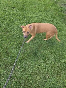 Chemi -  Mixed Breed Dog for Adoption in Vaudreuil-dorion, Quebec - Chemi | PetCurious