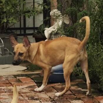 Rock -  Mixed Breed Dog for Adoption in Tacoma, Washington - Rock | PetCurious