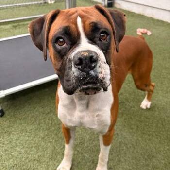 Cooper -  Boxer Dog for Adoption in Long Beach, California - Cooper | PetCurious