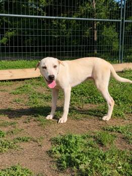 Amber Alabama -  Labrador Retriever Dog for Adoption in Nashville, Tennessee - Amber Alabama | PetCurious