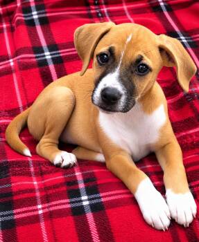 South Paw -  Boxer Dog for Adoption in Lake Geneva, Wisconsin - South Paw | PetCurious