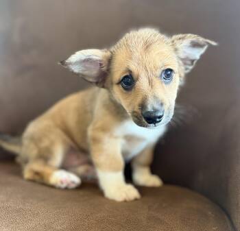 Corgi and Australian Shepherd Dogs Available for Adoption in Iron Ridge, Wisconsin - Turnip | PetCurious