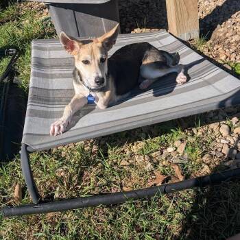 Edgar -  Mixed Breed Dog for Adoption in Madison, Wisconsin - Edgar | PetCurious