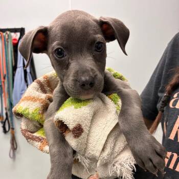 Cinderella -  Terrier and Mixed Breed Dog for Adoption in Abilene, Texas - Cinderella | PetCurious