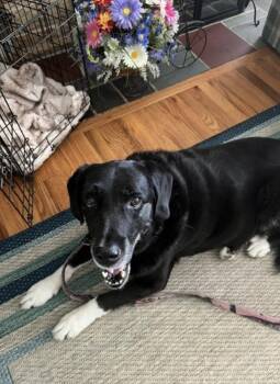 Drake -  Labrador Retriever Dog for Adoption in Newport, Kentucky - Drake | PetCurious