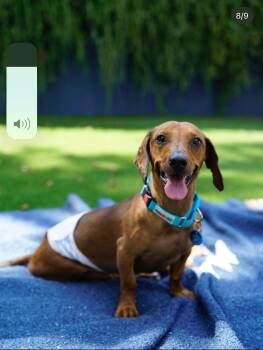 Rescue Dachshund Dogs for Adoption in Pasadena, California - Spokes | PetCurious