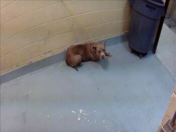 DAISY -  Pit Bull Terrier Dog for Adoption in Tulsa, Oklahoma - DAISY | PetCurious