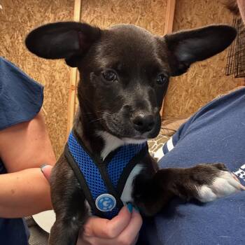 Rescue Chihuahua Dogs for Adoption in Wayne, New Jersey - Davey | PetCurious