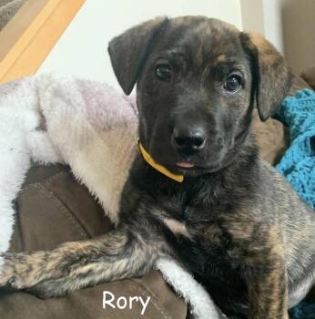 Black Labrador Retriever Dogs Available for Adoption in Sandy Hook, Manitoba - Rory | PetCurious