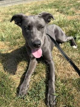 Dandi -  Pit Bull Terrier and Husky Dog for Adoption in Kansas City, Missouri - Dandi | PetCurious