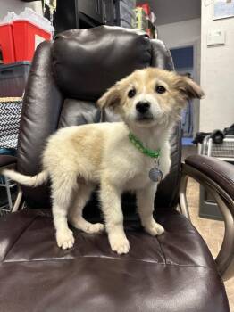 German Shepherd Dog and Great Pyrenees Dogs Available for Adoption - Trapper | PetCurious