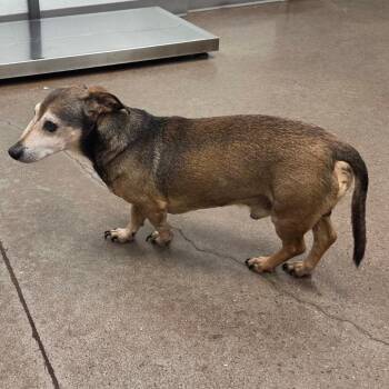 Yoky -  Dachshund Dog for Adoption in Chattanooga, Tennessee - Yoky | PetCurious